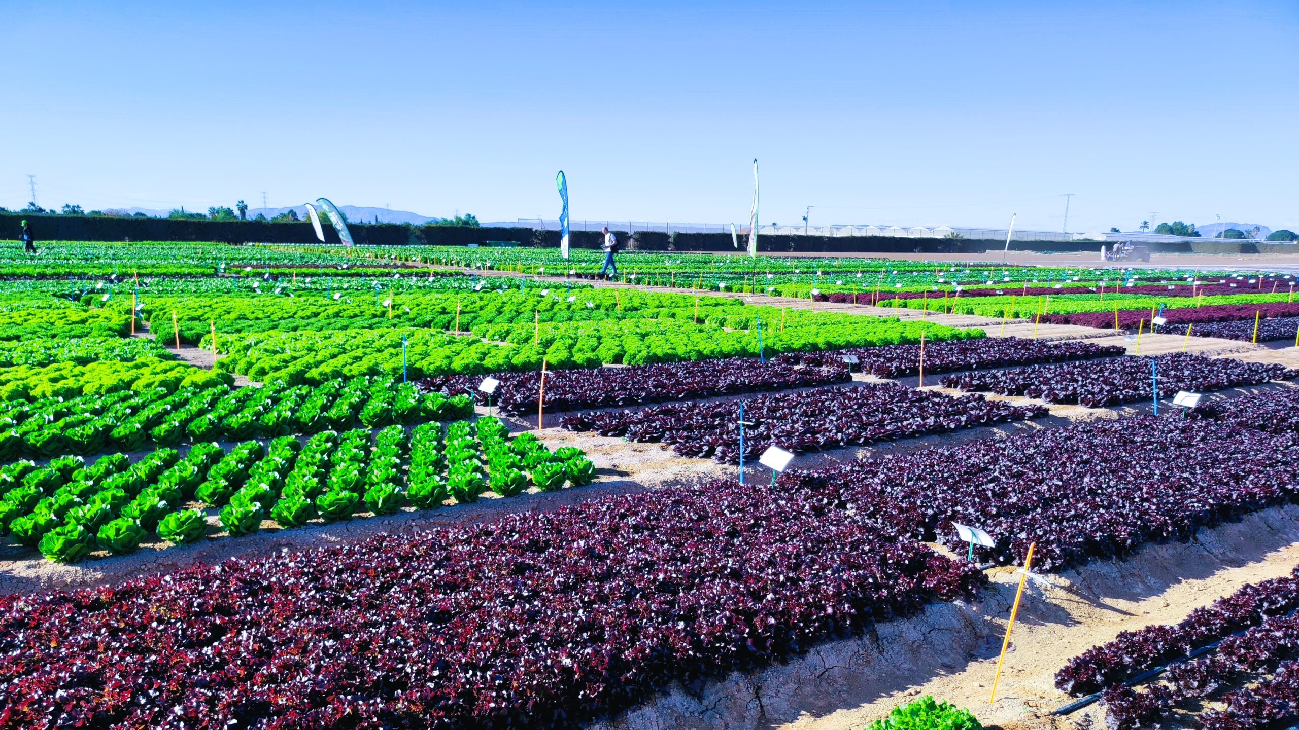 Rijk Zwaan Cartagena cultivos invierno|Rijk Zwaan Cartagena cultivos invierno|Rijk Zwaan Cartagena cultivos invierno|Rijk Zwaan Cartagena cultivos invierno|Rijk Zwaan Cartagena cultivos invierno|Rijk Zwaan Cartagena cultivos invierno|Rijk Zwaan Cartagena 